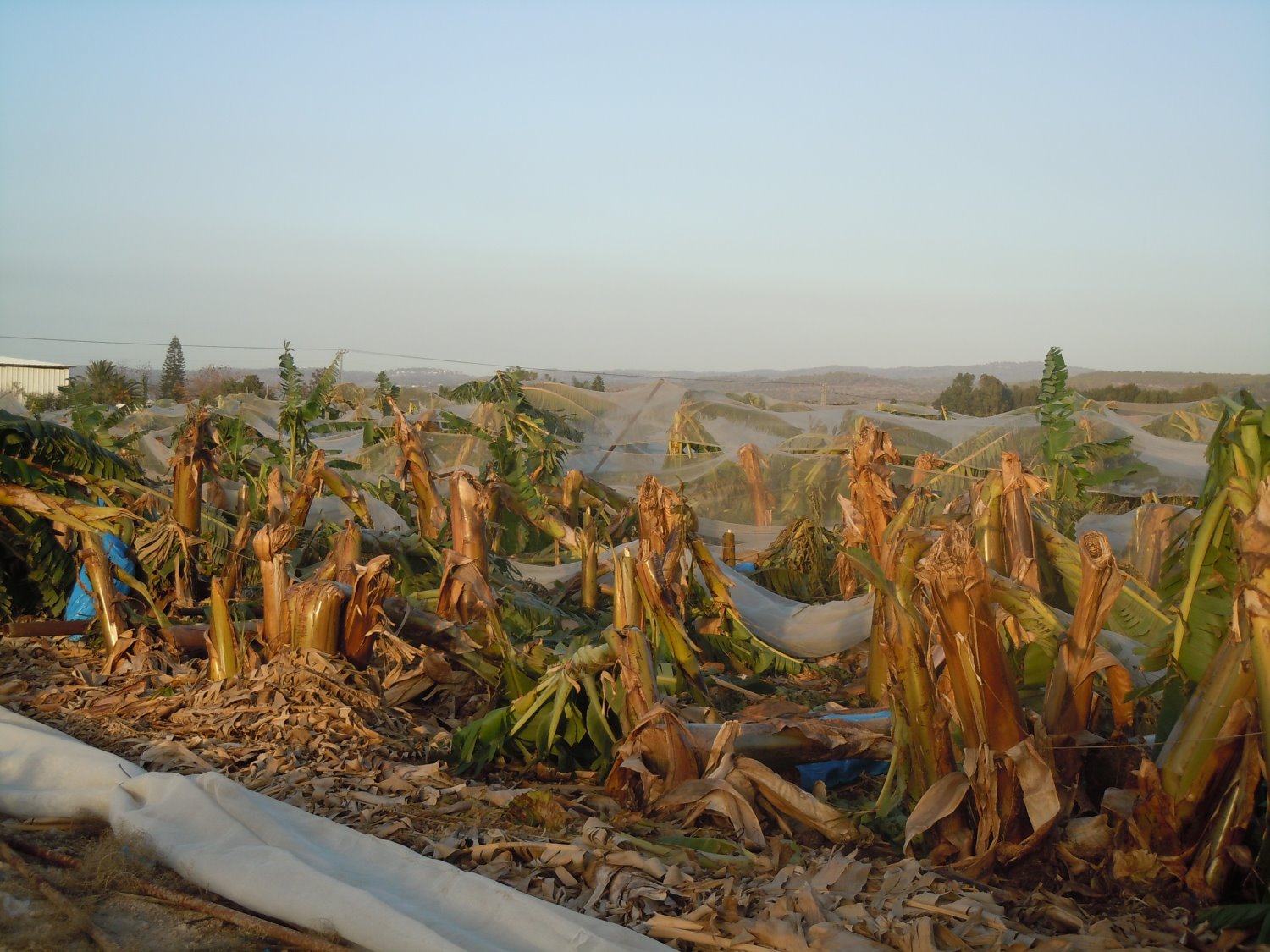 פיצוי של 18 מיליון שקלים. נזקי הסערה בבננות, צילום: באדיבות קנט