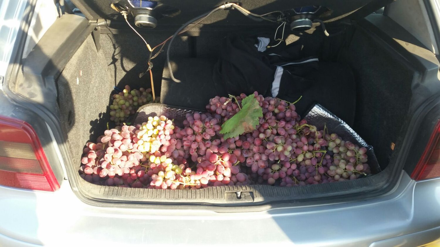 דוברות משטרה