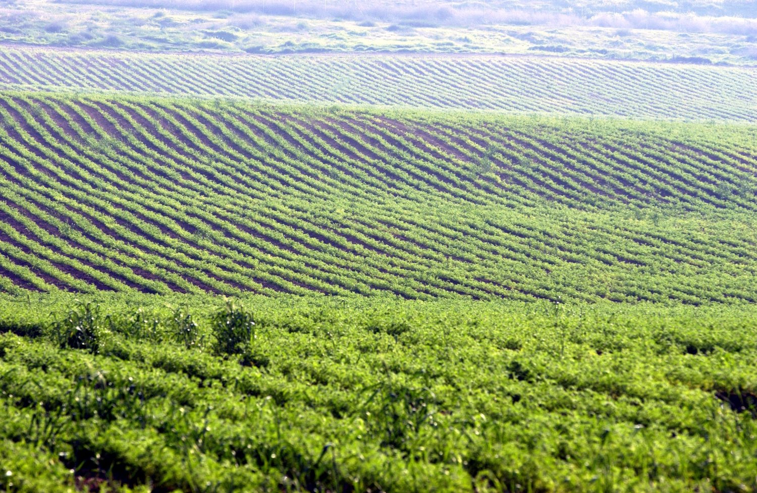 אם הוכח שימוש חורג, הזכויות יופקעו. צילום: משה מילנר, לע"מ