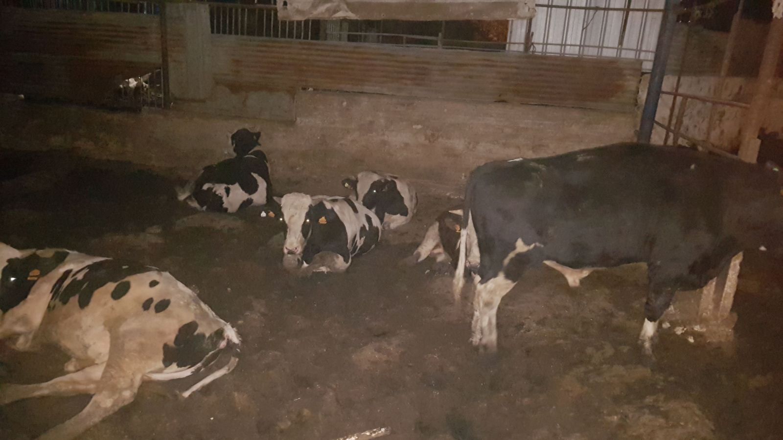 דוברות משטרה