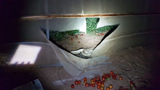 דוברות משטרה