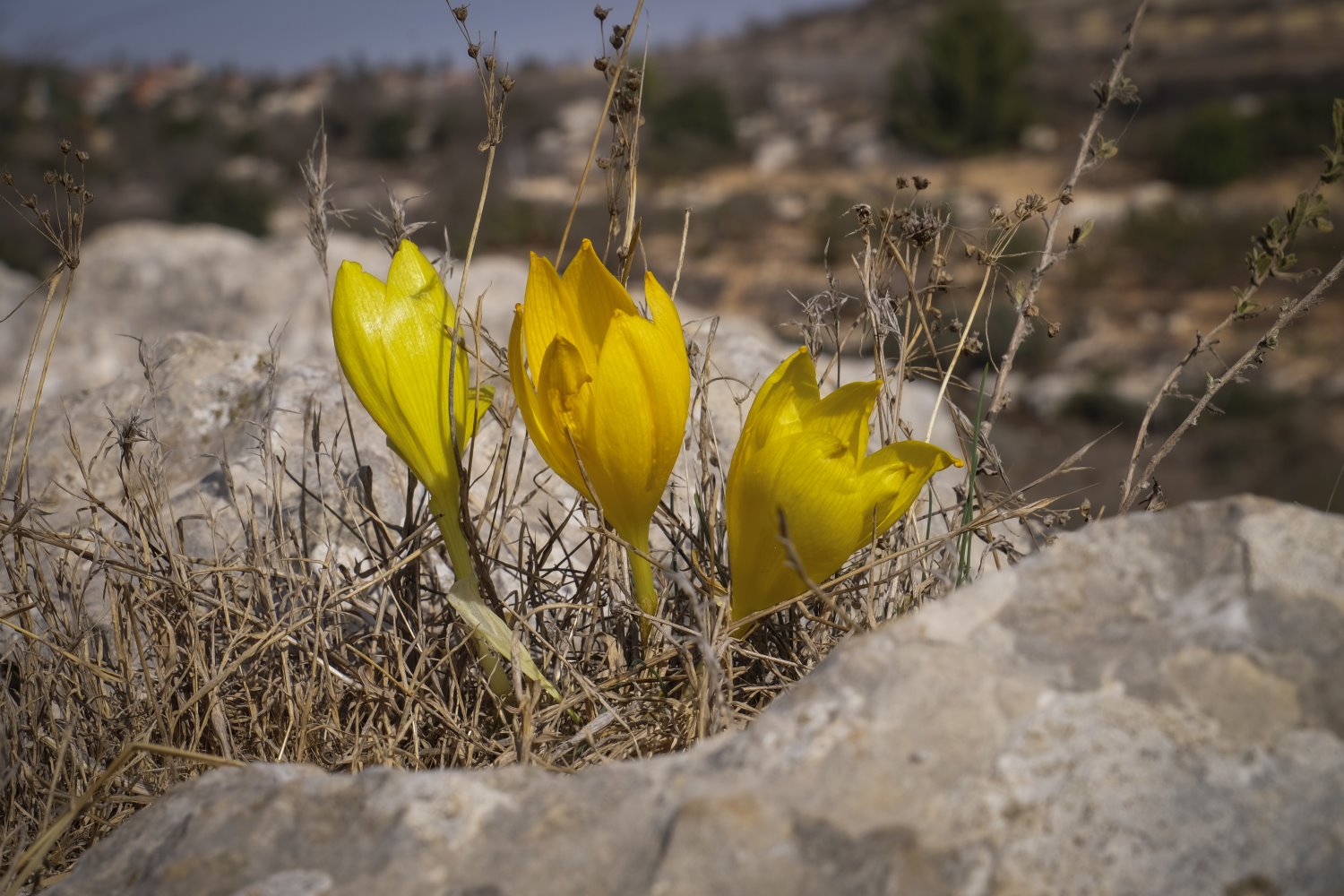 חלמוניות בסתיו