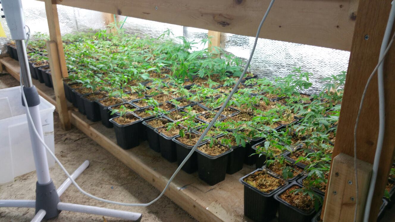 שתילי מריחואנה