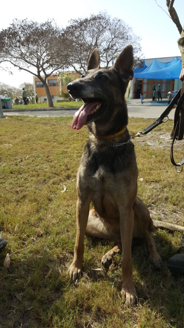 ציקה הכלבה המשטרתית