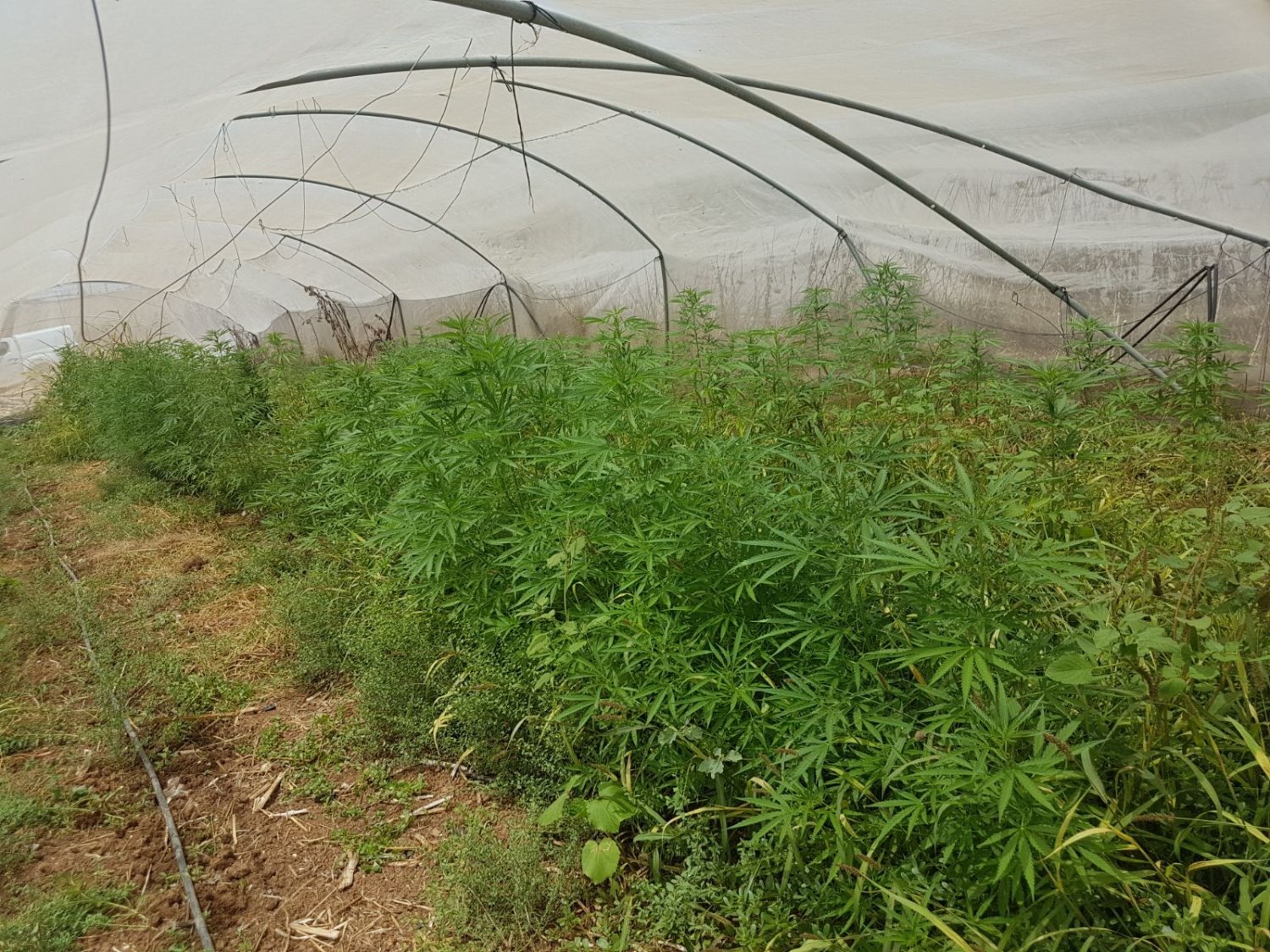 דוברות משטרה