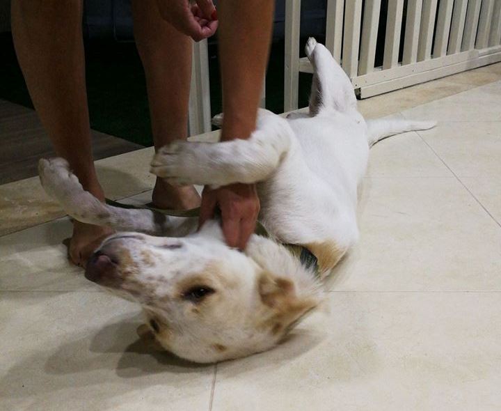 צילום הכלב חץ - פייסבוק