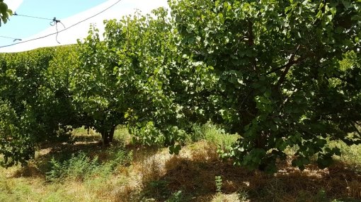 עצים נותרו ריקים בביצרון