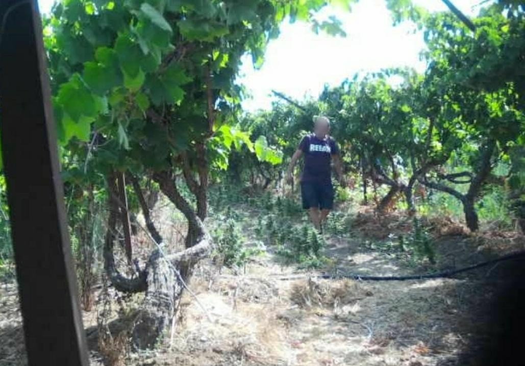 דוברות משטרה