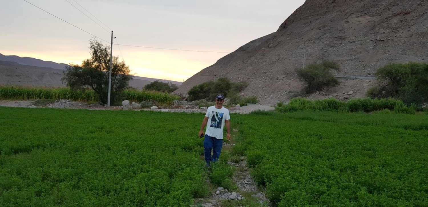 גיא טל-טאקנה פרו