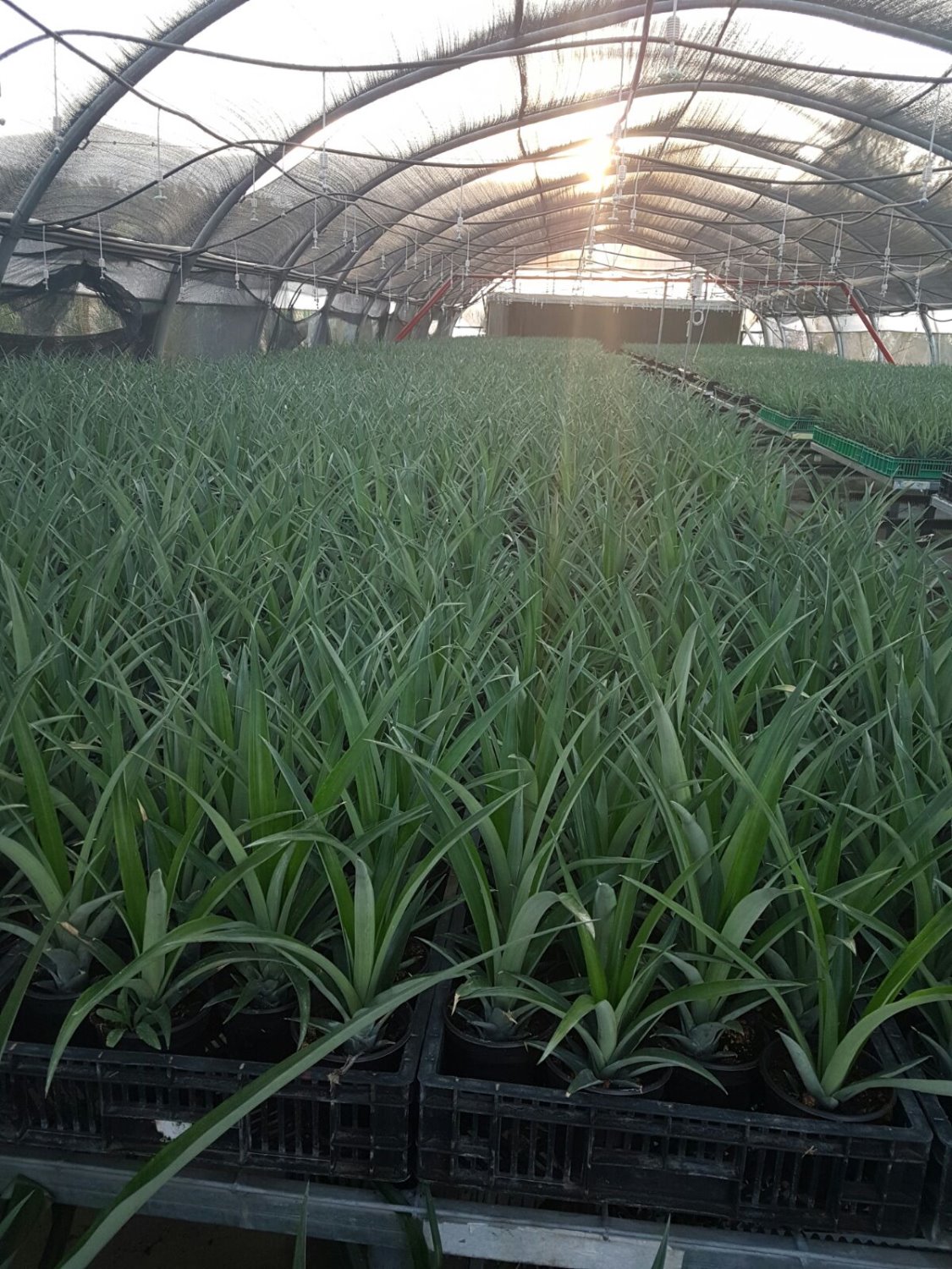 גידולים חקלאיים