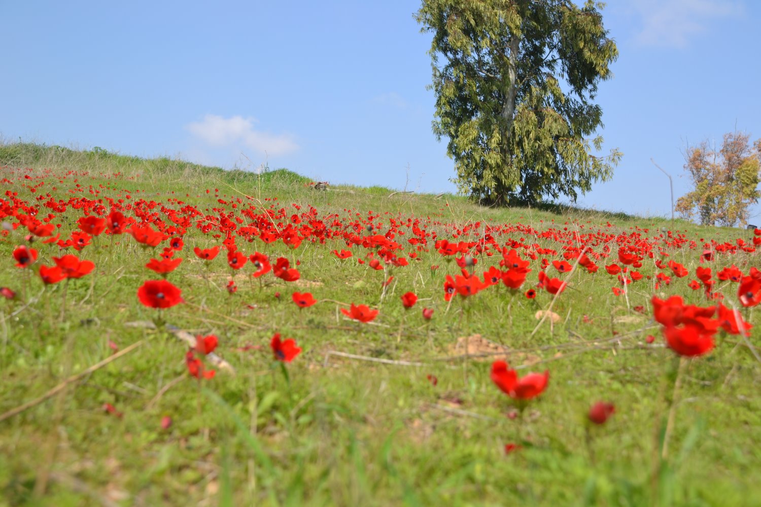 צילום : אלדה נתנאל