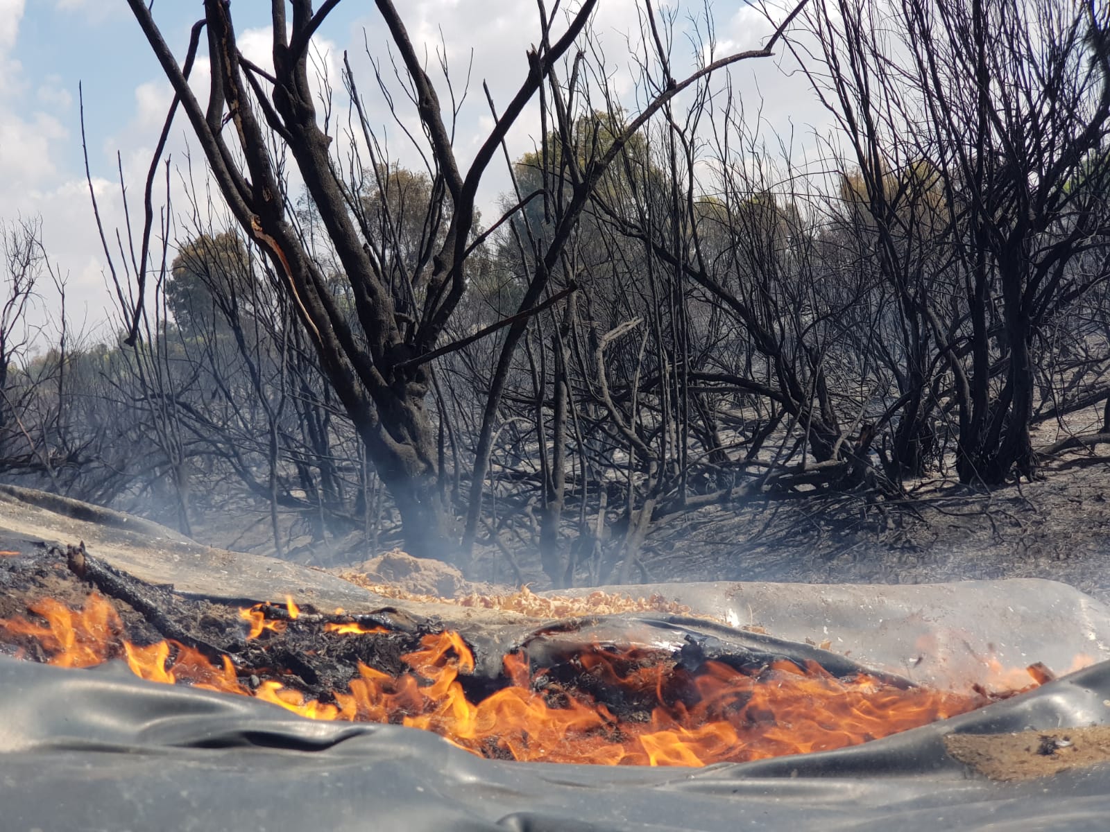 צילום אדי ישראל -שריפה בשמורת כרמיה