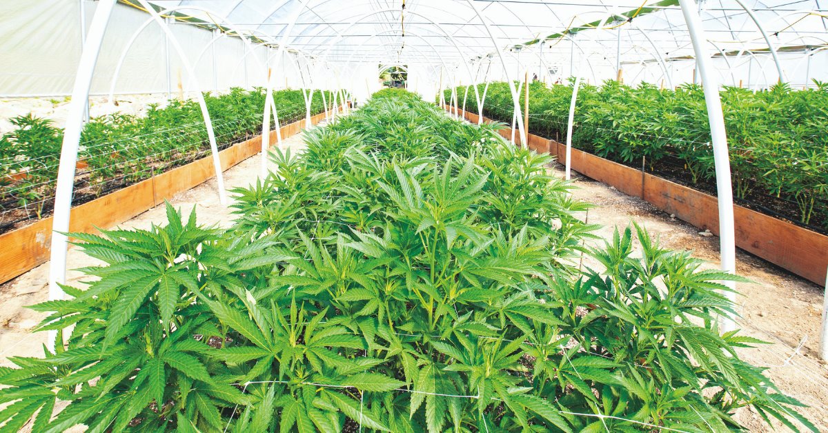 שתילי קאנביס | צילום: אילוסטרציה