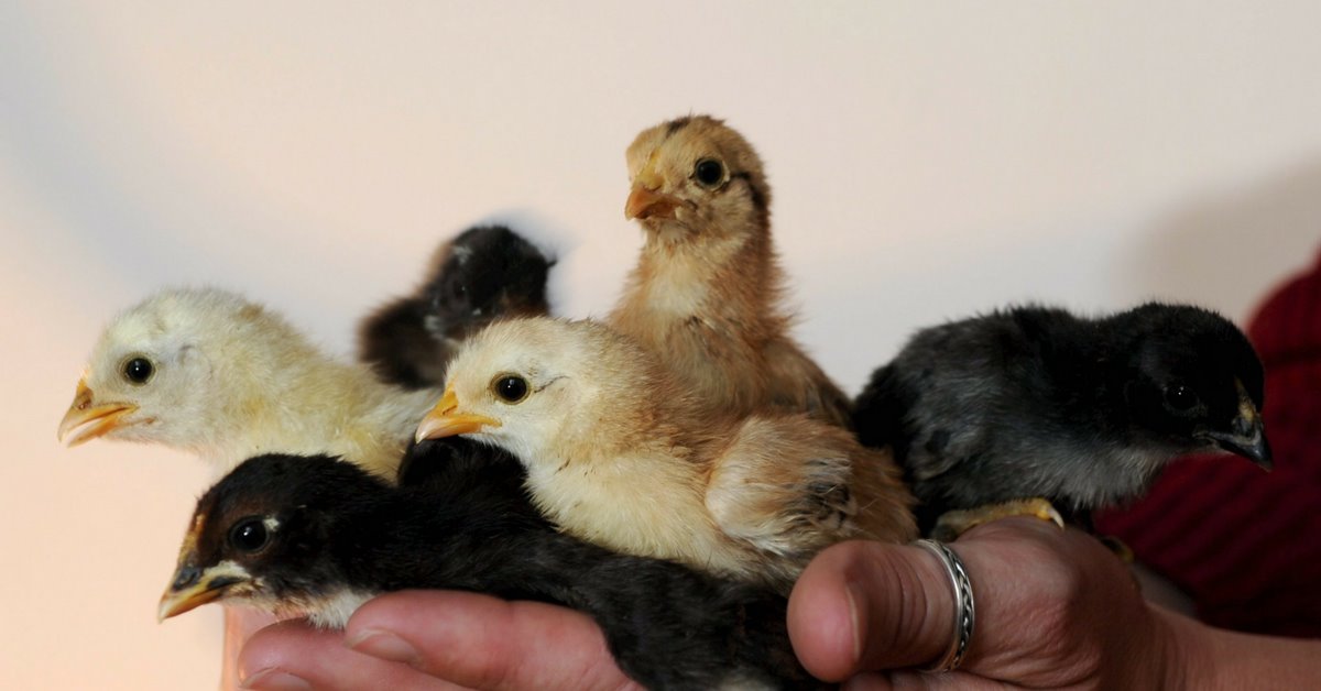 "המקרה אינו מאפיין את רוח בית הספר". צילום: חיים הורנשטיין