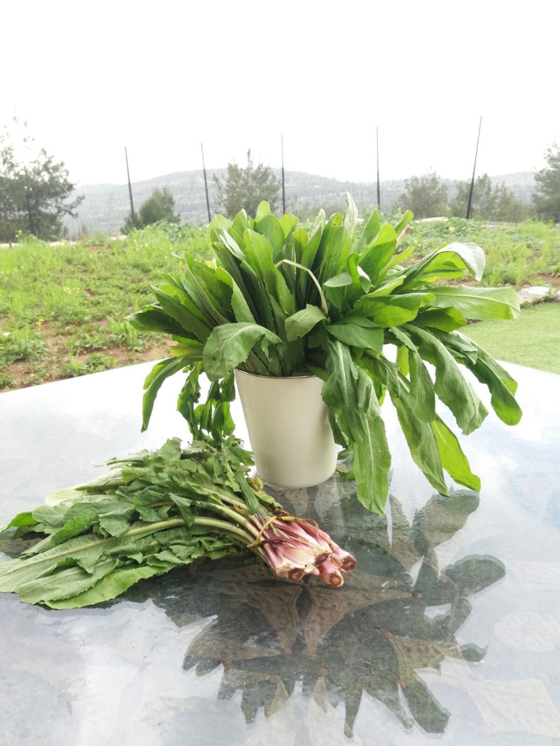 עולש בלדי. צילום: ריאן