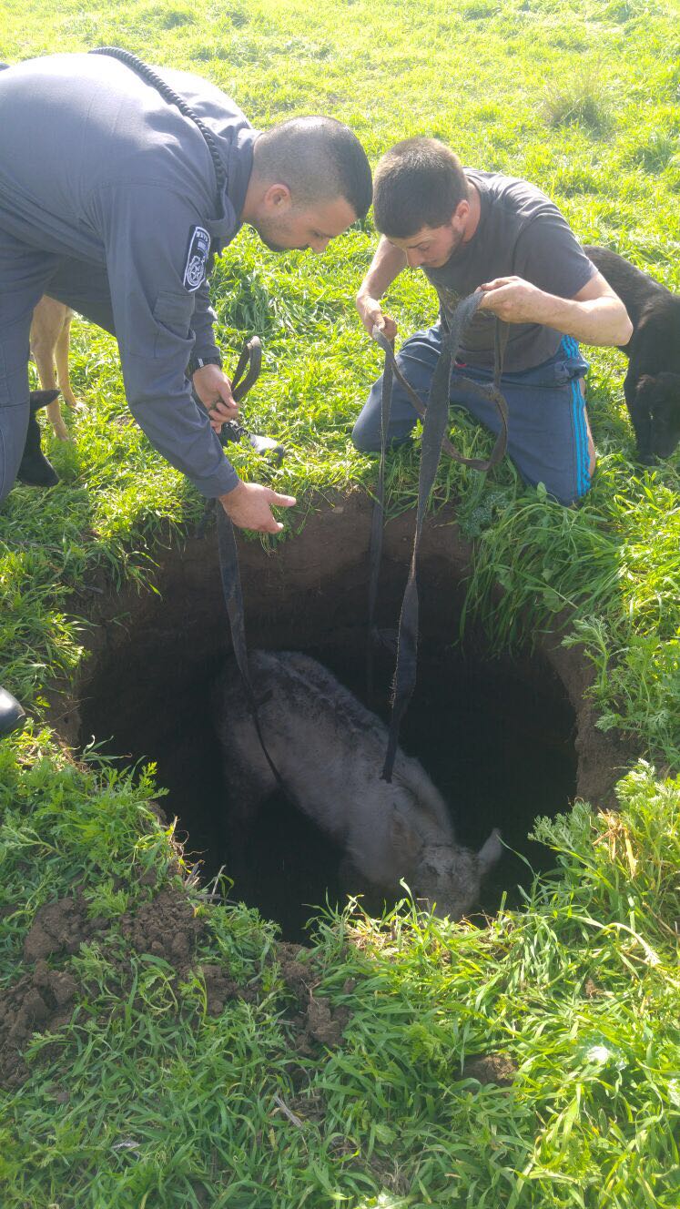 דוברות משטרה