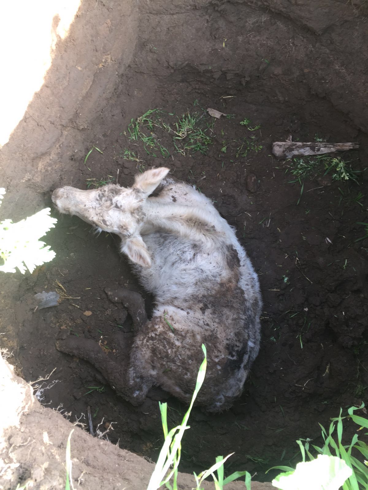 דובורת משטרה