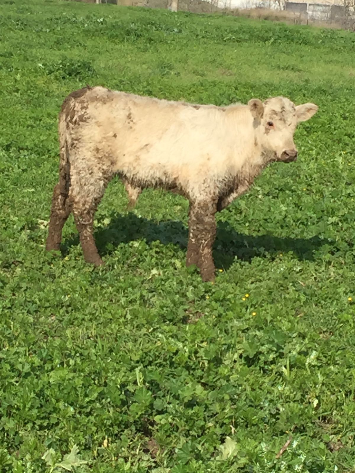 דוברות משטרה