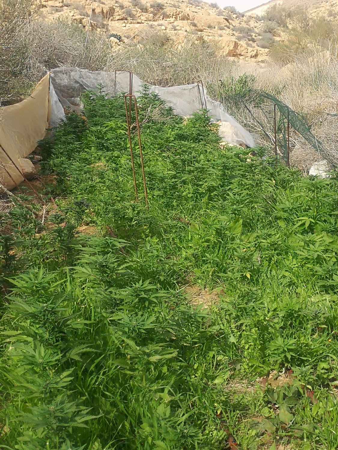 צילום דוברות משטרה