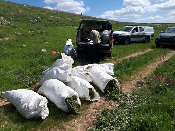 צילום :משטרה