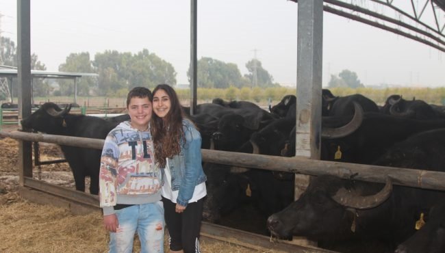 חוות הבאפלו