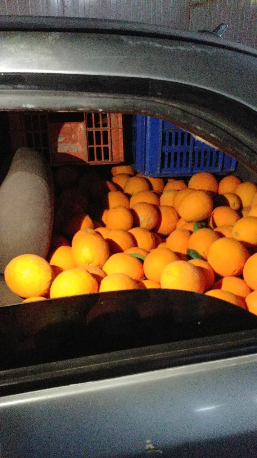 דובורת משטרה