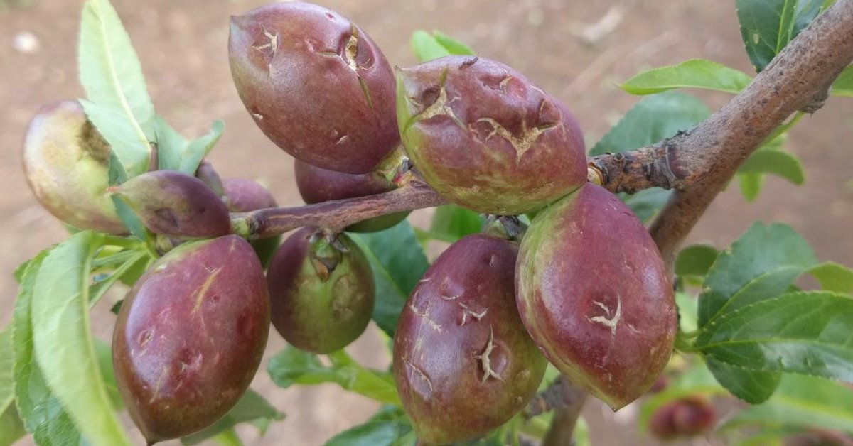 נערכים לנזק חמור יותר. נקטרינה שניזוקה מברד ברמת הגולן, צילום: מעריכי קנט 