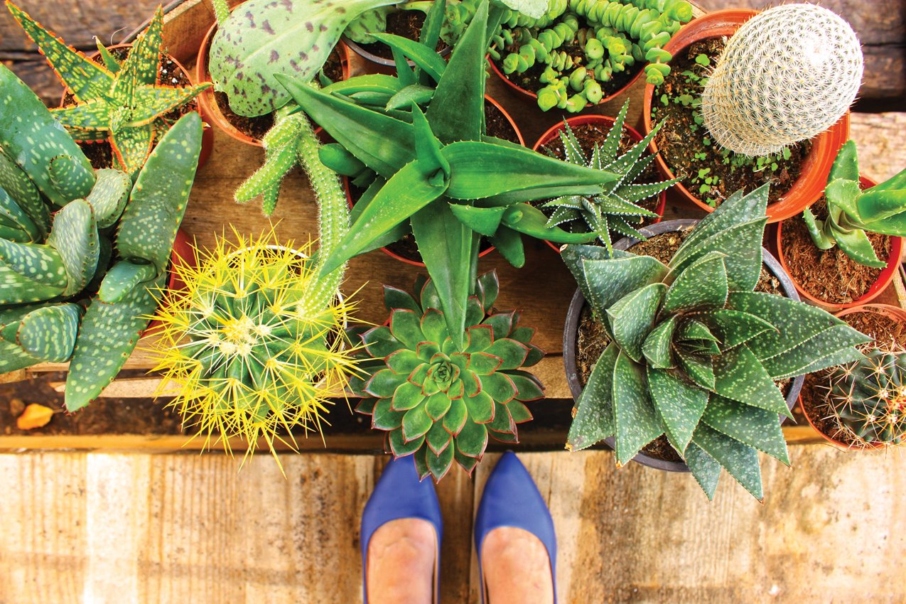 משתלת משק 50 בפרדס חנה, צילום: לירון פרל-ברשדסקי