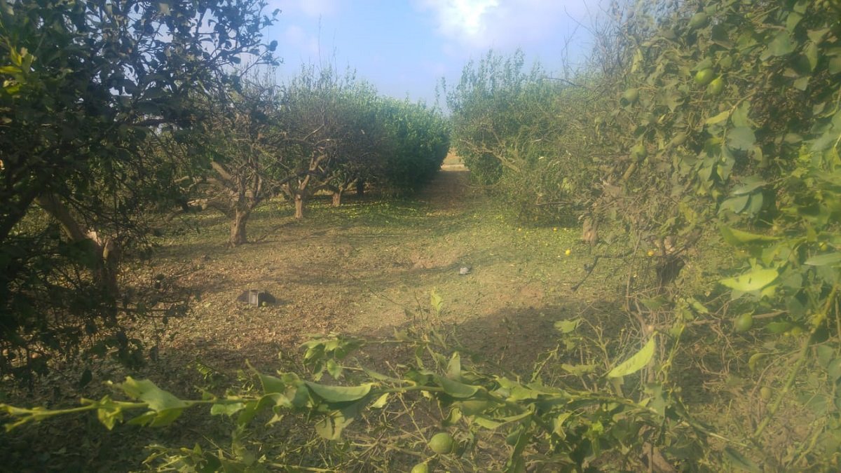 מטע הלימונים