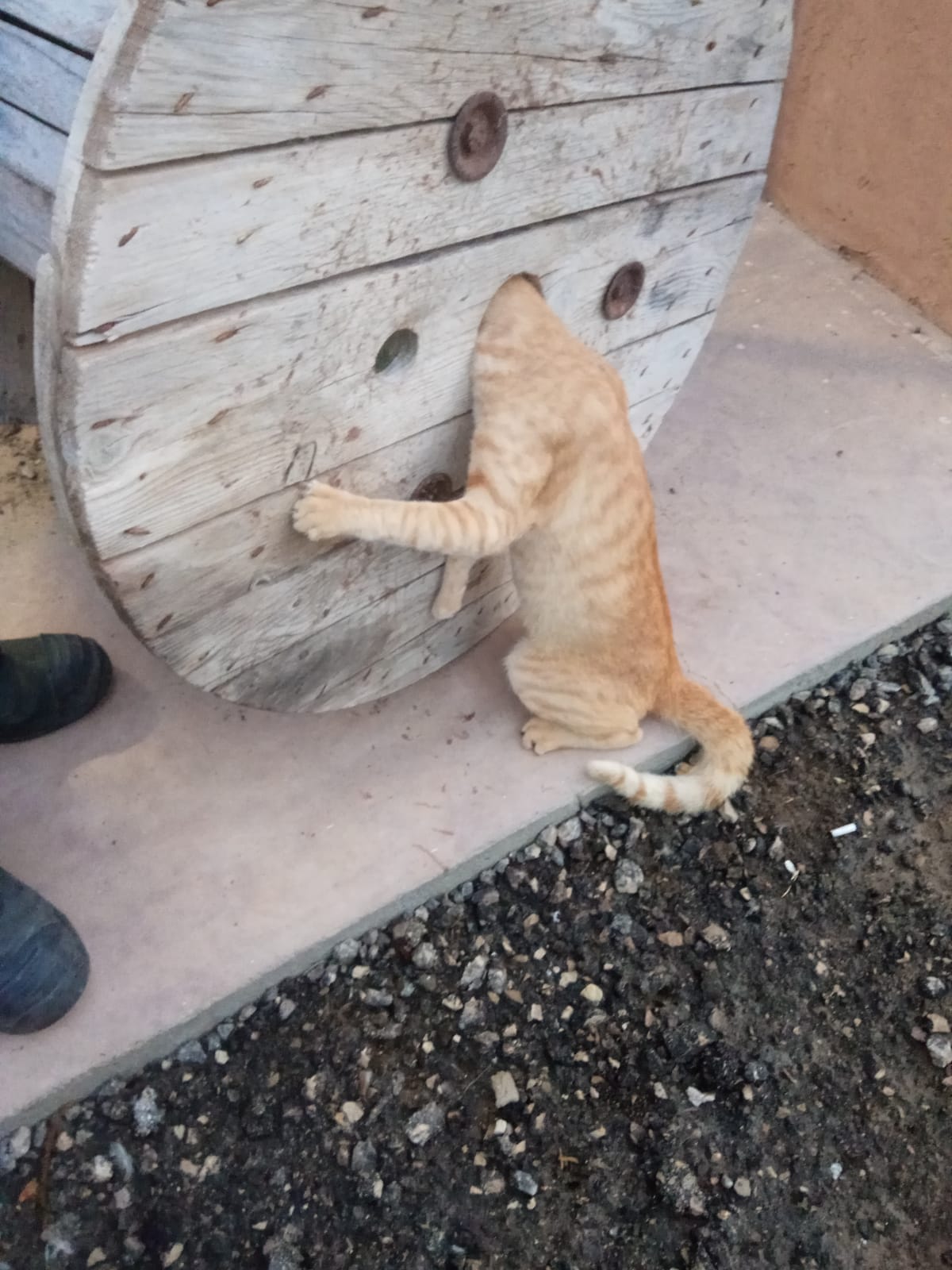 כב"ה מחוז דרום