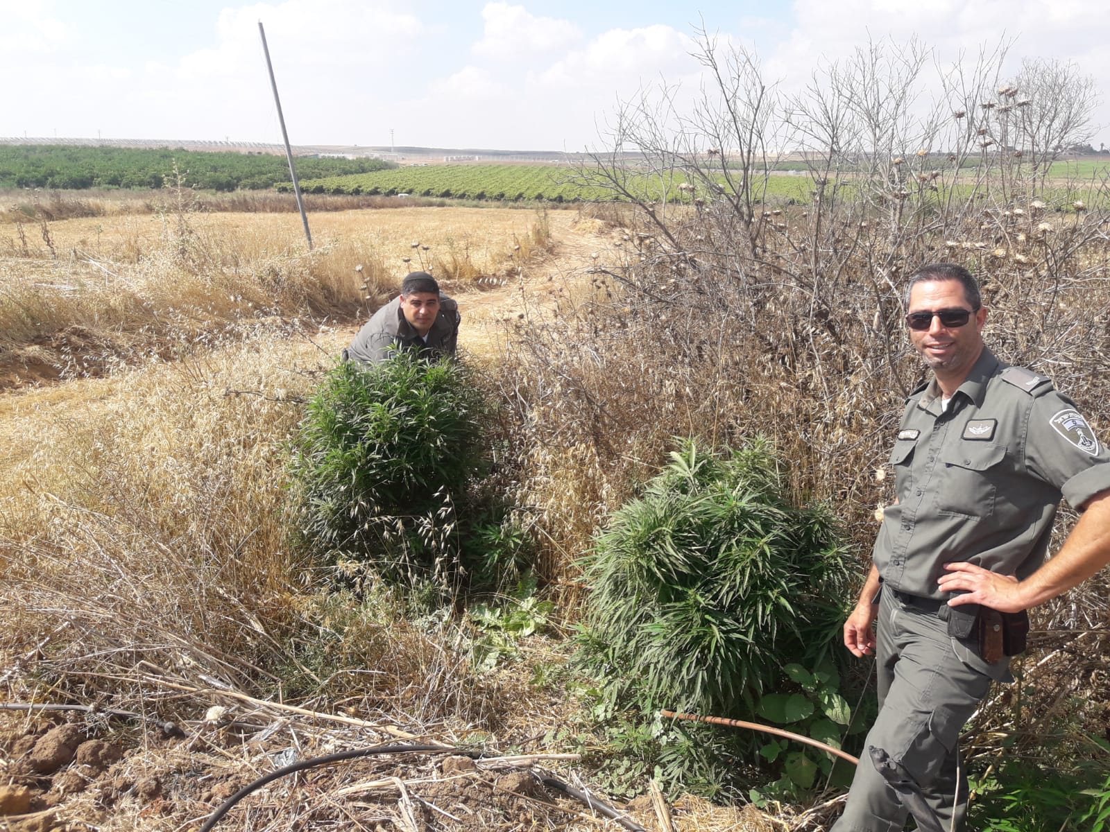 גידולי קנאביס במושב שחר  צילום דובורת משטרה