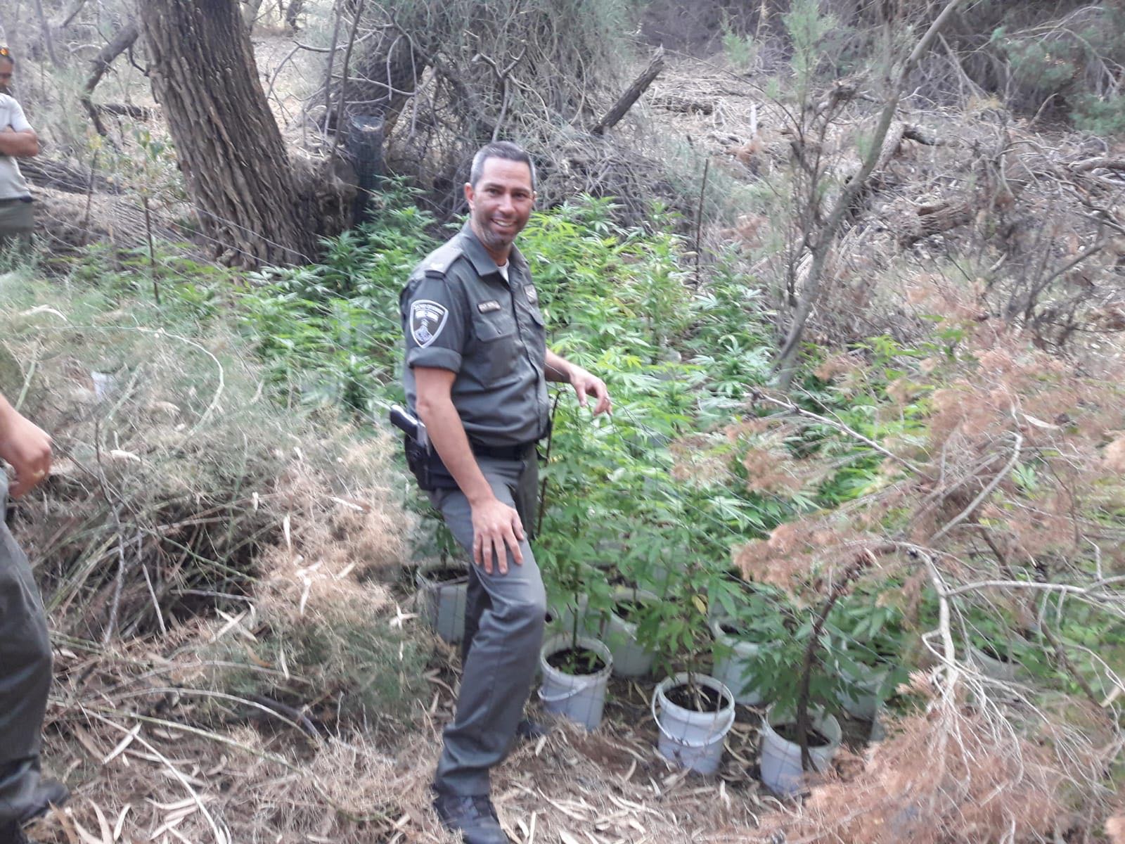 גידולי קנאביס סמוך לתלמים : צילום דוברות משטרה