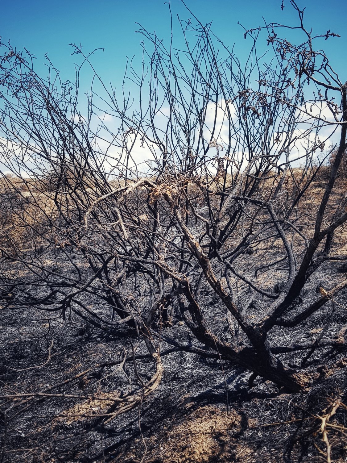 עצים שרופים בעוטף עזה - צילום אלדה נתנאל