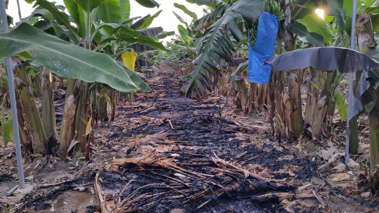 דוברות מ.א אשכול