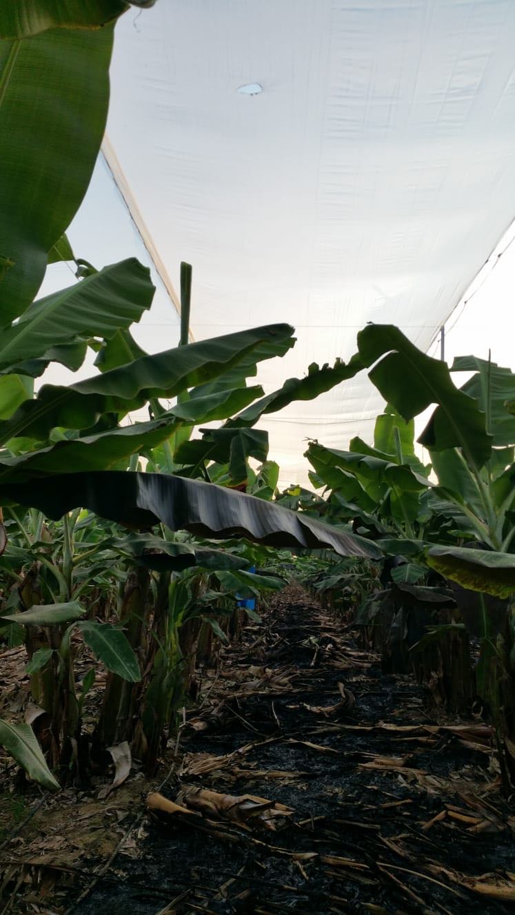 דוברות מ.א אשכול