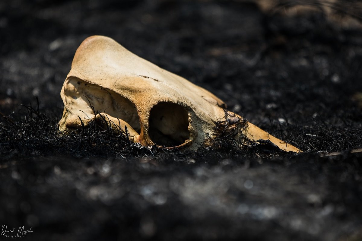 גוגלות בקר שרופה- דניאל מזרחי