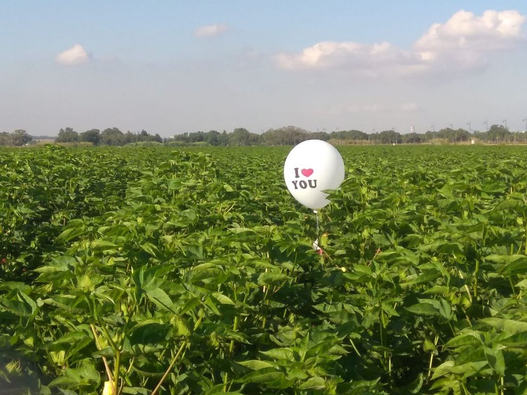 צילום: דרום אדום