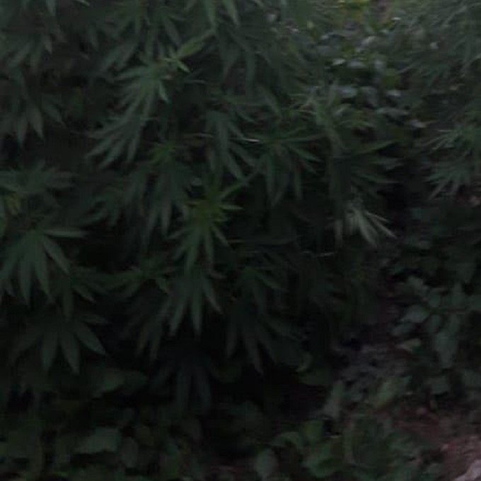 דוברות משטרה