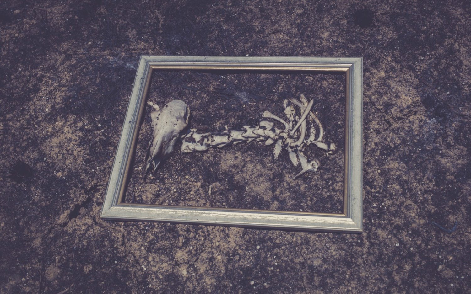 צילום אסף גברה