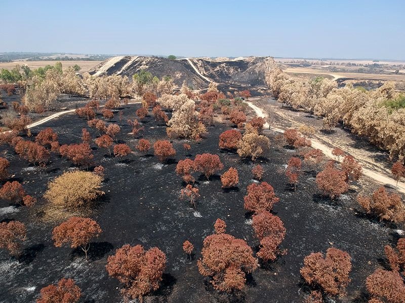 צילום אבי קדם