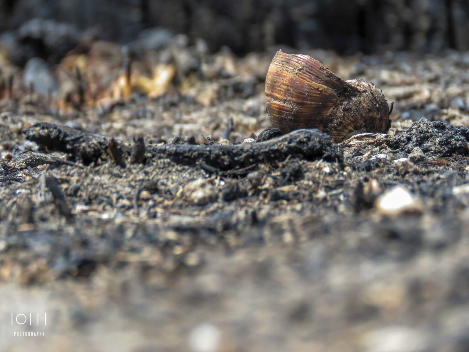 התמונה מיער אסף שמחוני. צילום: טום אורן-דננברג