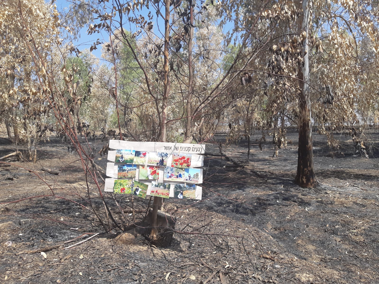 יוסי מויאל  צילום מיער שוקדה 