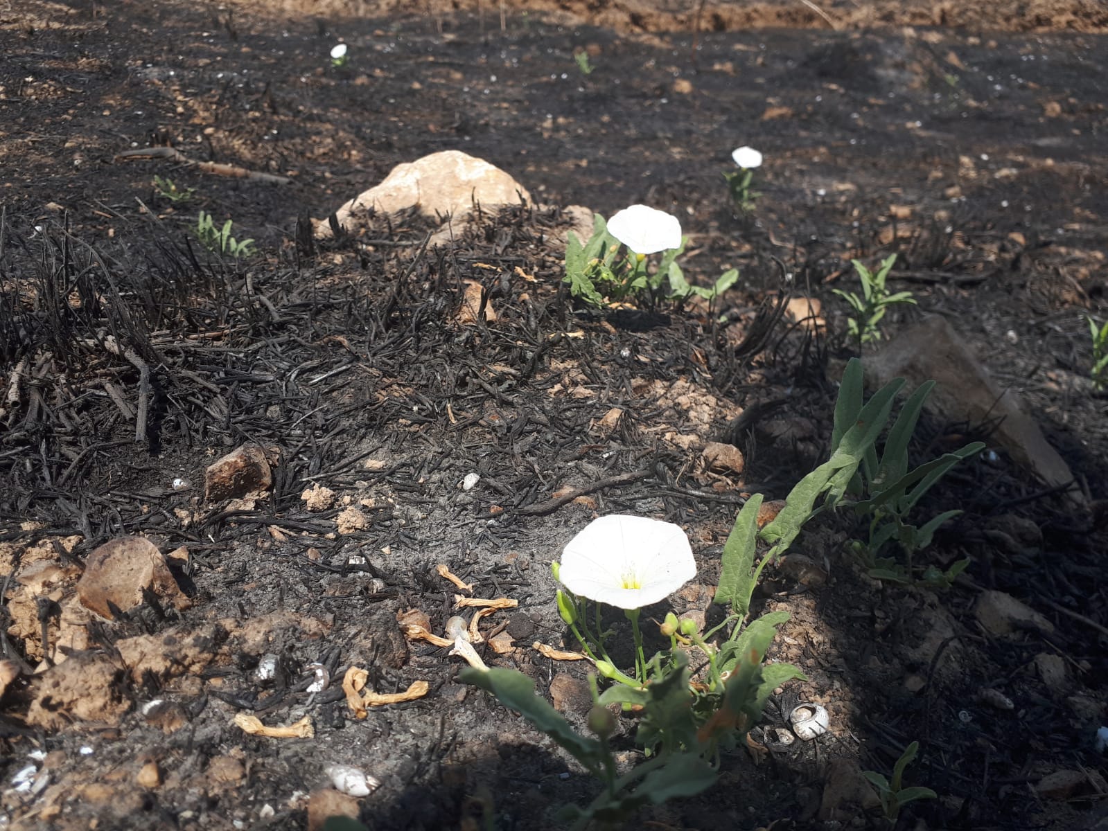 צילום אסתי לובינר