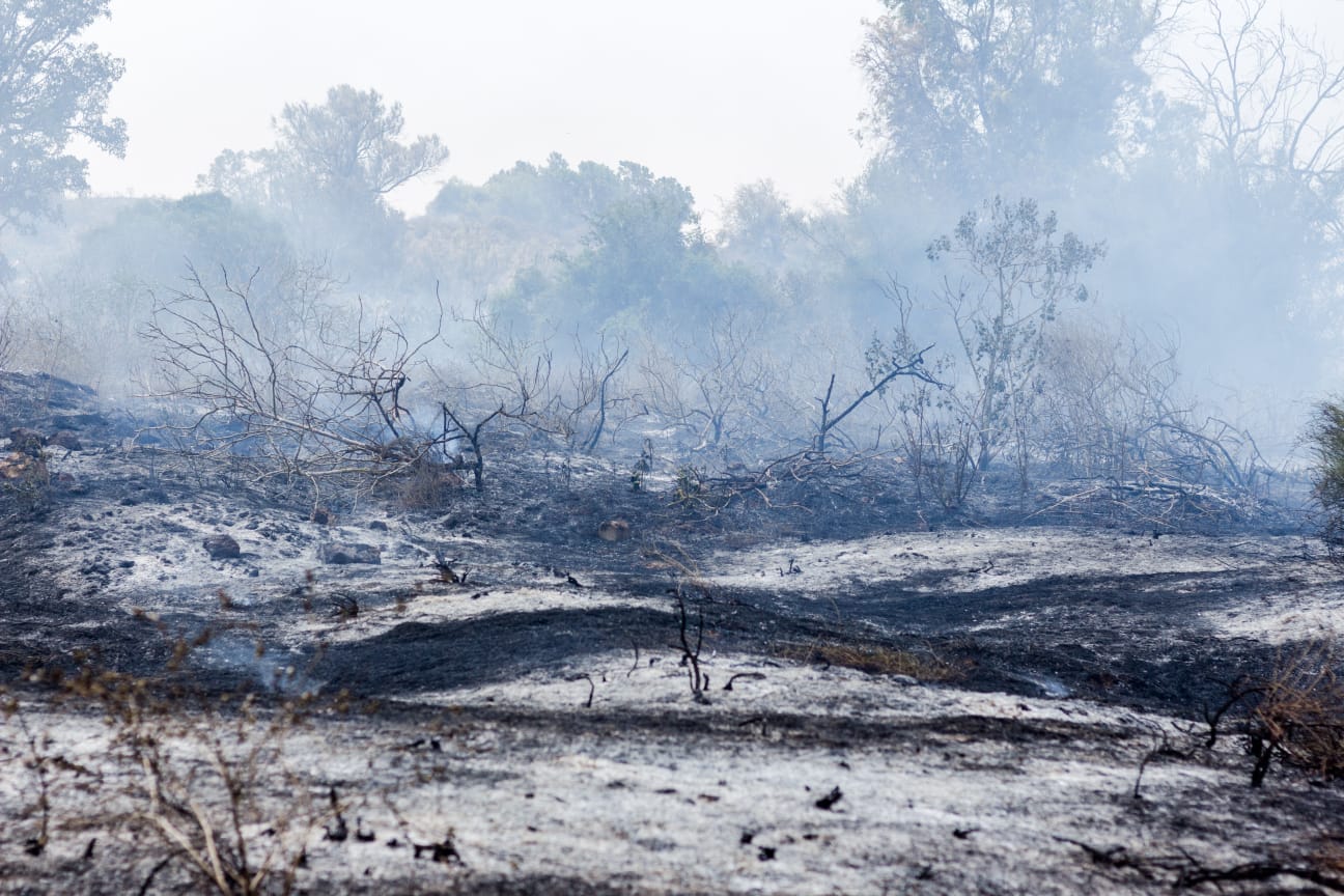 צילום שני מור