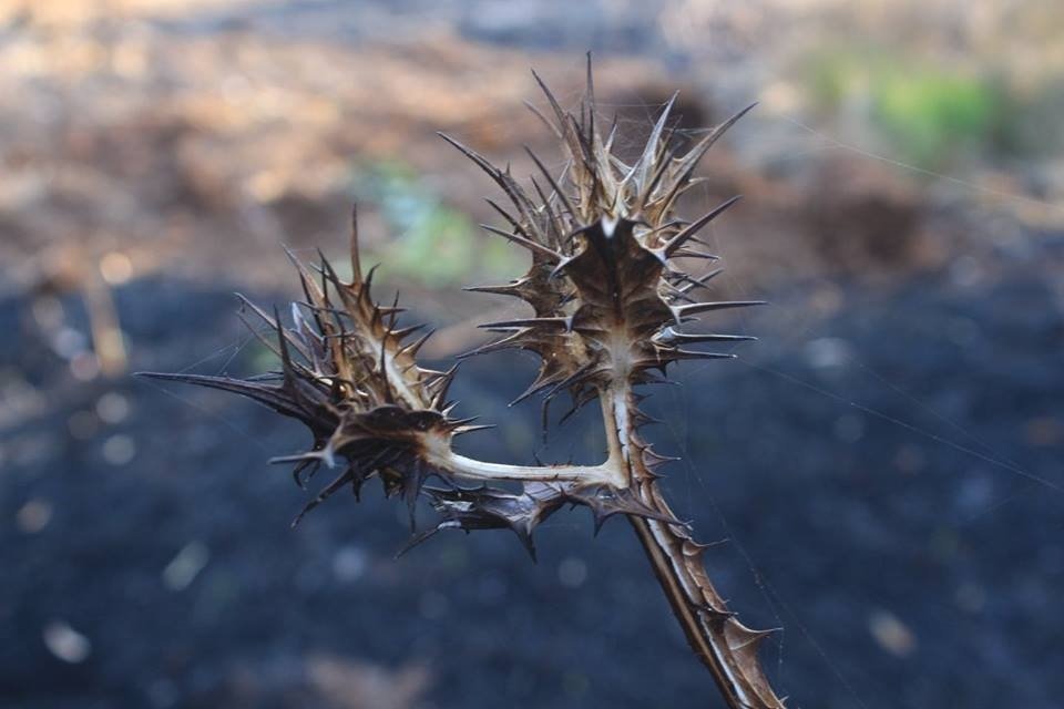צביקה פלדמן