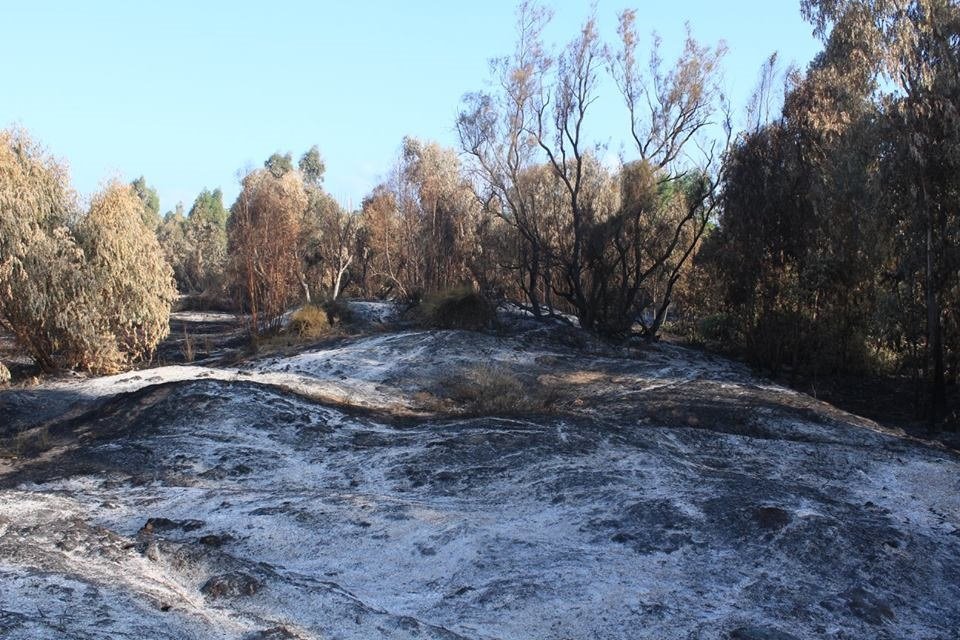 שמורת כרמיה- צביקה פלדמן