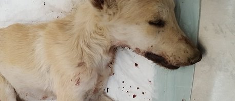 קפוטו הקטן. צילום: הדס לב