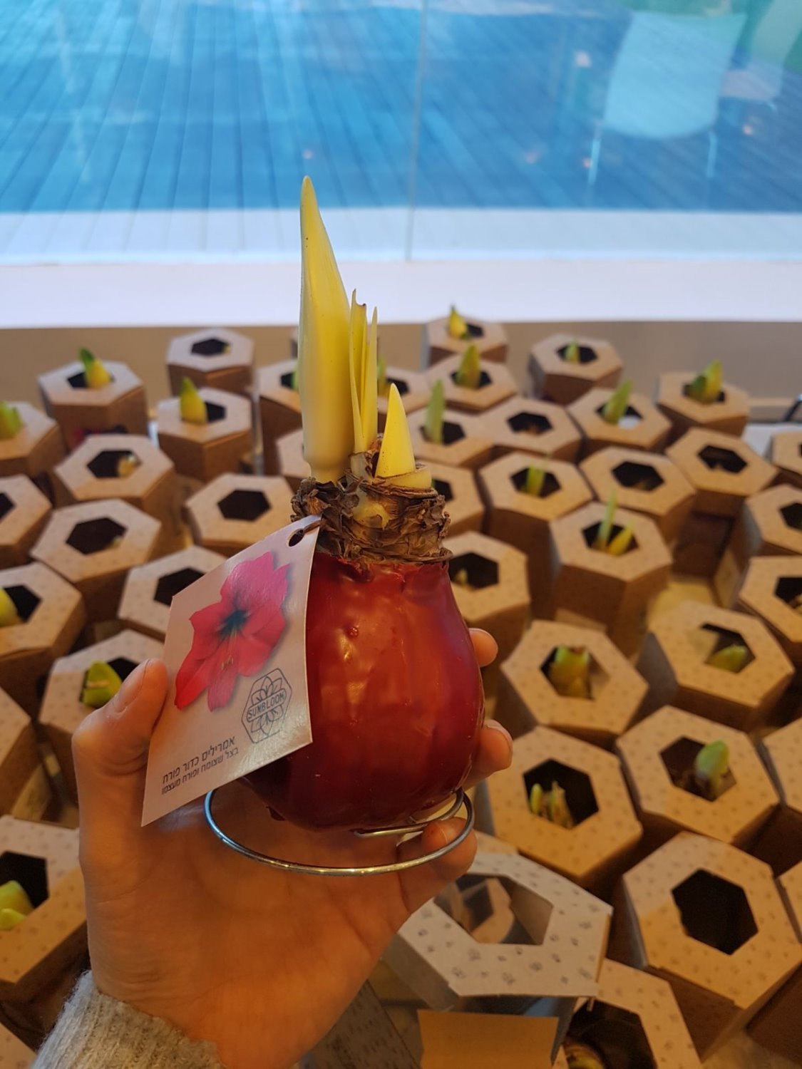 אמרליס כדורים פורחים. Sunbloom