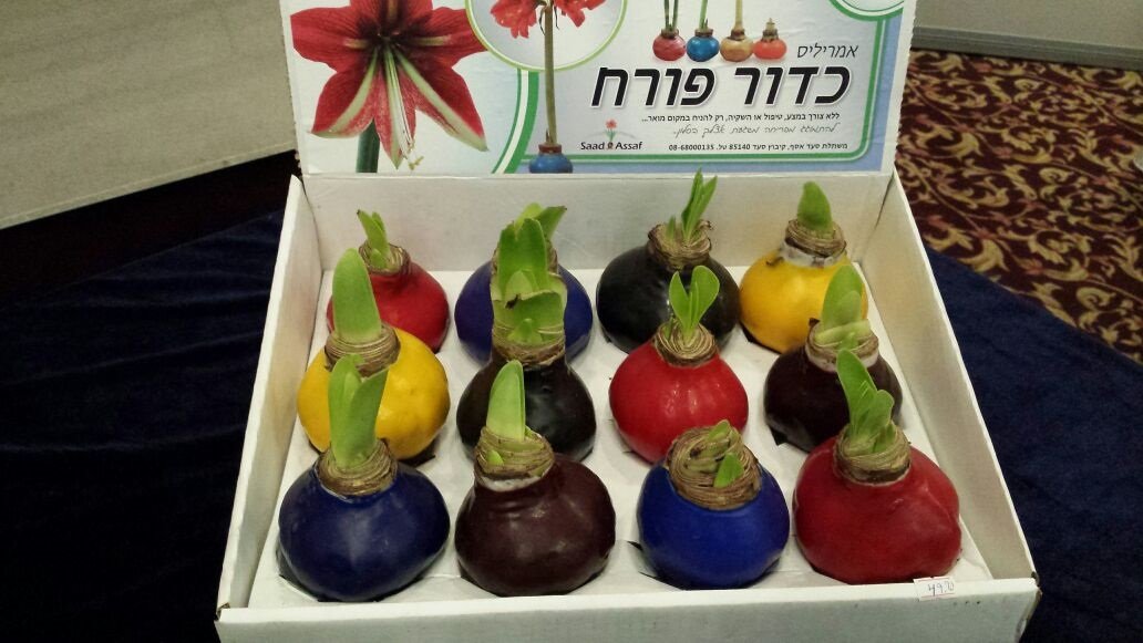 אמרליס כדורים פורחים. Sunbloom