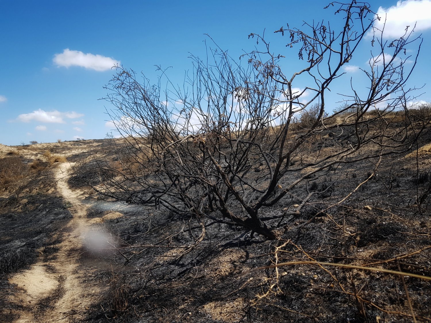צילום : אלדה נתנאל